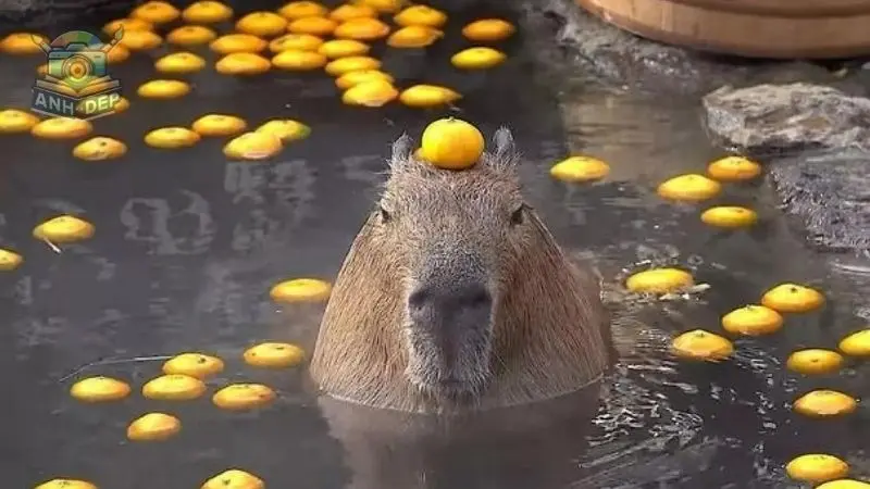 Tổng hợp bộ sưu tập ảnh meme Capybara hài hước và thú vị nhất