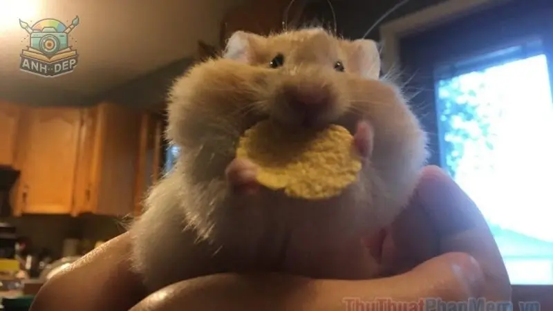 Tuyển tập ảnh những chú hamster meme cute nhất hành tinh