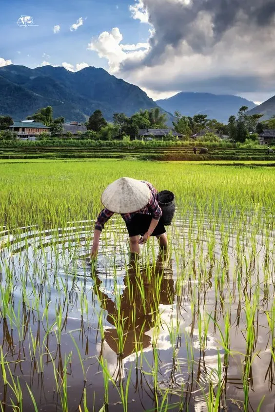 Hình ảnh gái quê xinh đẹp với ánh mắt long lanh