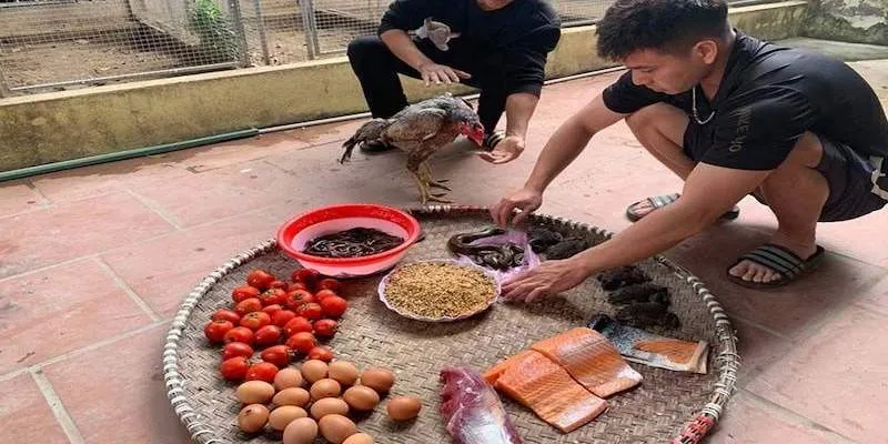 cách vô mồi đúng cách