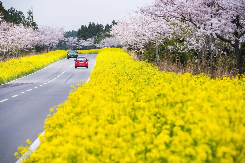 Mơ và lãng mạn, mùa hoa mù tạt vàng là biểu tượng của quê hương.