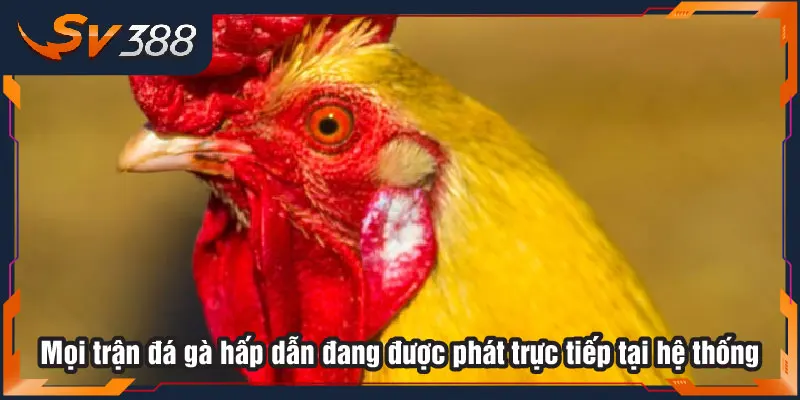 Mọi trận đá gà hấp dẫn đang được phát trực tiếp tại hệ thống Mọi trận đá gà hấp dẫn đang được phát trực tiếp tại hệ thống