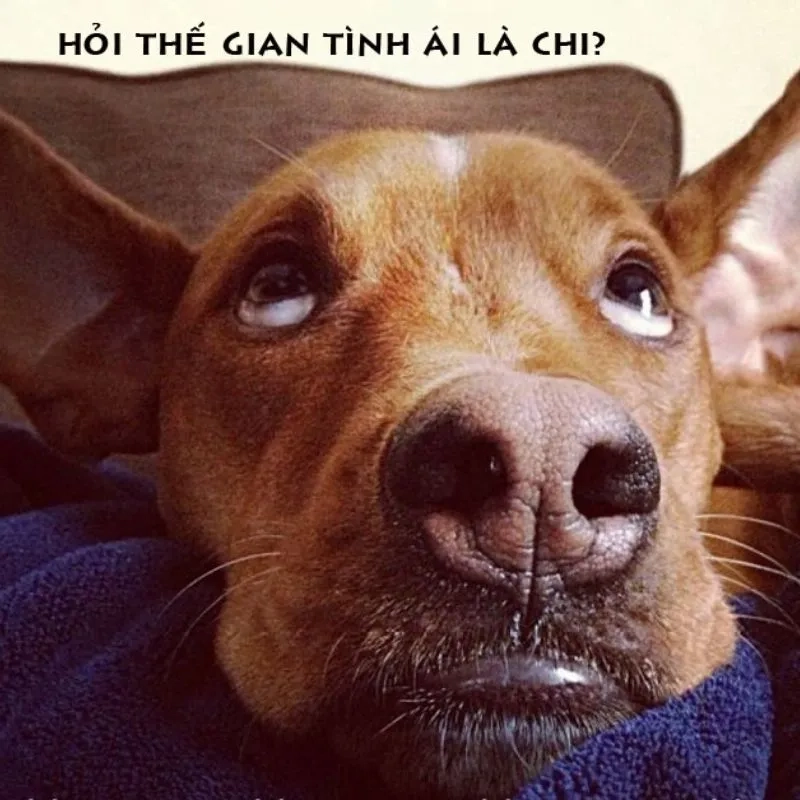 Thư giãn với ảnh meme avatar vô tri siêu hài hot nhất