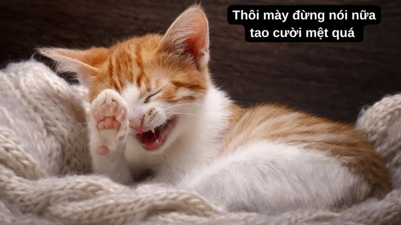 Siêu bựa với troll ảnh meme cute không thể bỏ qua