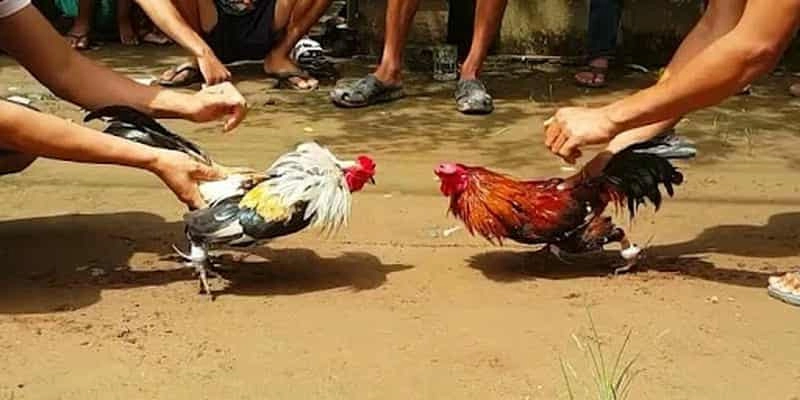 Các hình thức đá gà tại Thomo