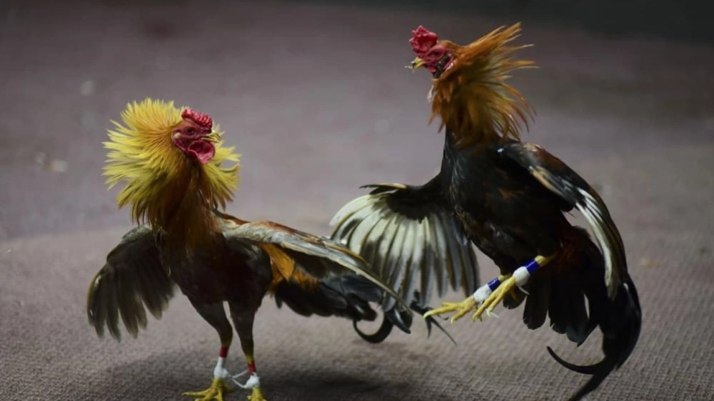 Mẹo chơi đá gà cựa dao 789bet hiệu quả