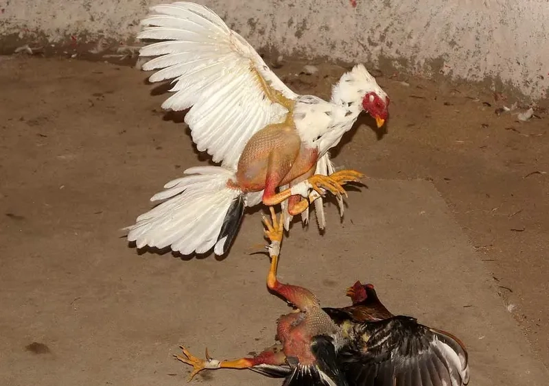  Phân tích bảng tỷ lệ cược đá gà tại New88