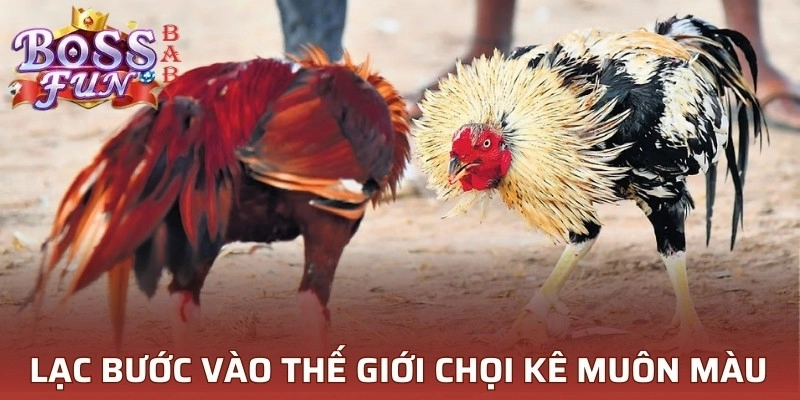 Lạc bước vào thế giới chọi kê muôn màu, muôn vẻ 