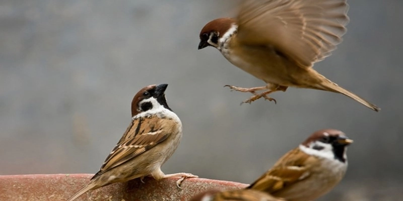 Giải mã giấc mơ thấy chim bay vào nhà