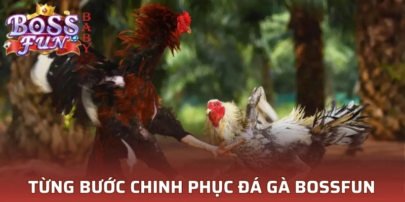 Từng bước chinh phục đỉnh cao cá cược đá gà Bossfun