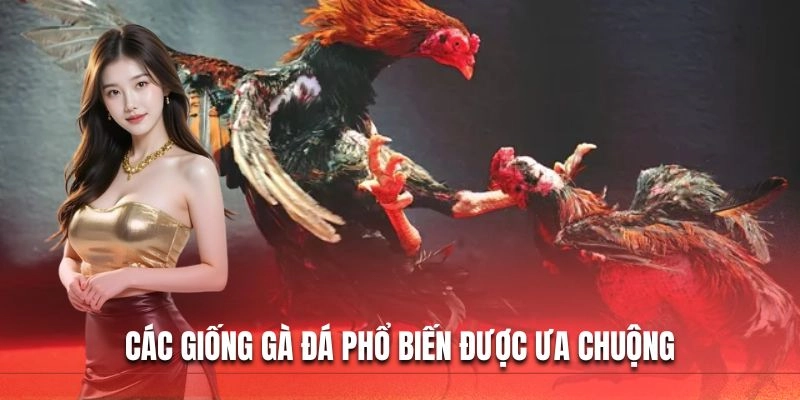 Các giống gà chiến phổ biến được ưa chuộng