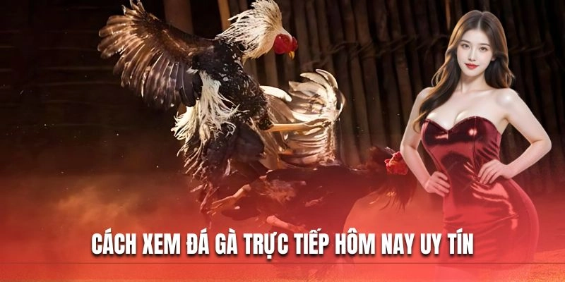 Cách xem đá gà trực tiếp hôm nay uy tín