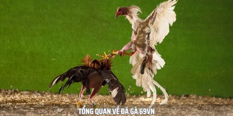 Sơ lược về đá gà 69vn