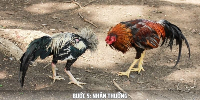 Quy trình tham gia cá cược đá gà tại sân chơi 69vn