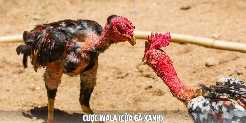 Hình thức cược Wala