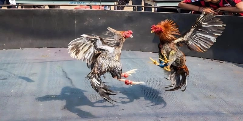 Hướng dẫn cách soi kèo đá gà cựa dao hiệu quả