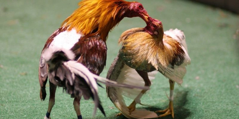 TK88 – nơi trải nghiệm đá gà cựa dao trọn vẹn nhất