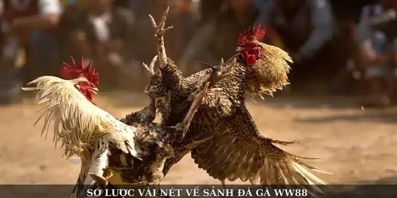 Sơ lược vài nét về sảnh đá gà WW88