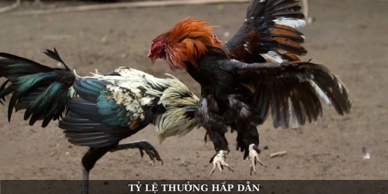 Tỷ lệ thưởng hấp dẫn