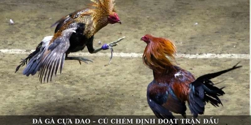 Đá gà cựa dao – cú chém định đoạt trận đấu