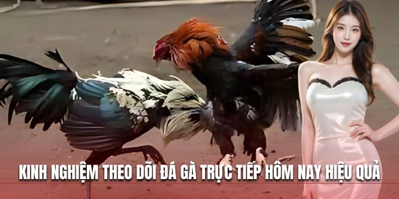 Kinh nghiệm theo dõi đá gà trực tiếp hôm nay hiệu quả