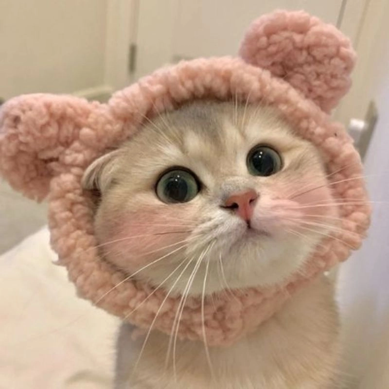 Tải ngay bộ ảnh con mèo cute chibi cực dễ thương