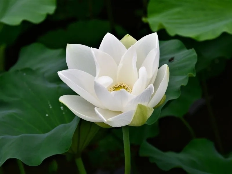 Hình nền đen hoa sen trắng gợi cảm giác tĩnh lặng sâu sắc