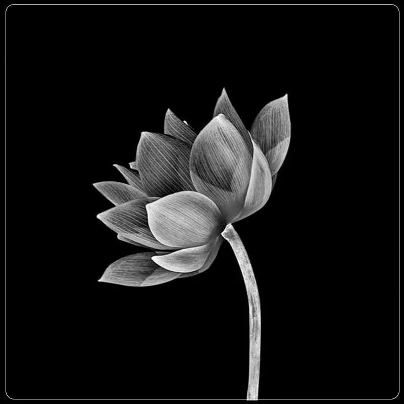 Hoa sen trắng nền đen biểu tượng của sự thuần khiết