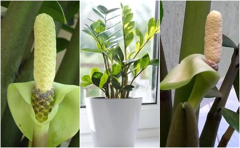 Hoa kim tiền mang vẻ đẹp sang trọng quý phái