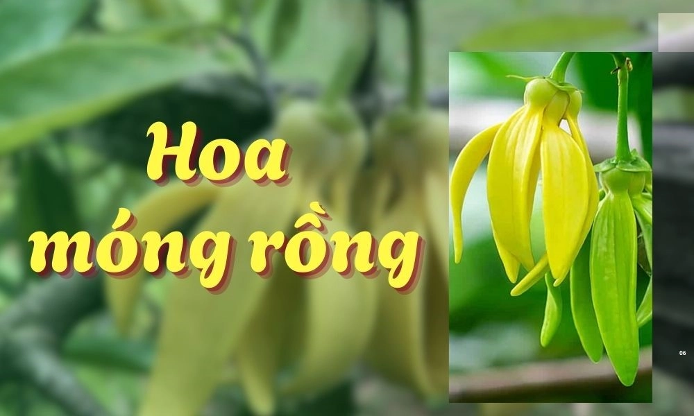 Hoa móng rồng rực rỡ nở giữa trời xanh