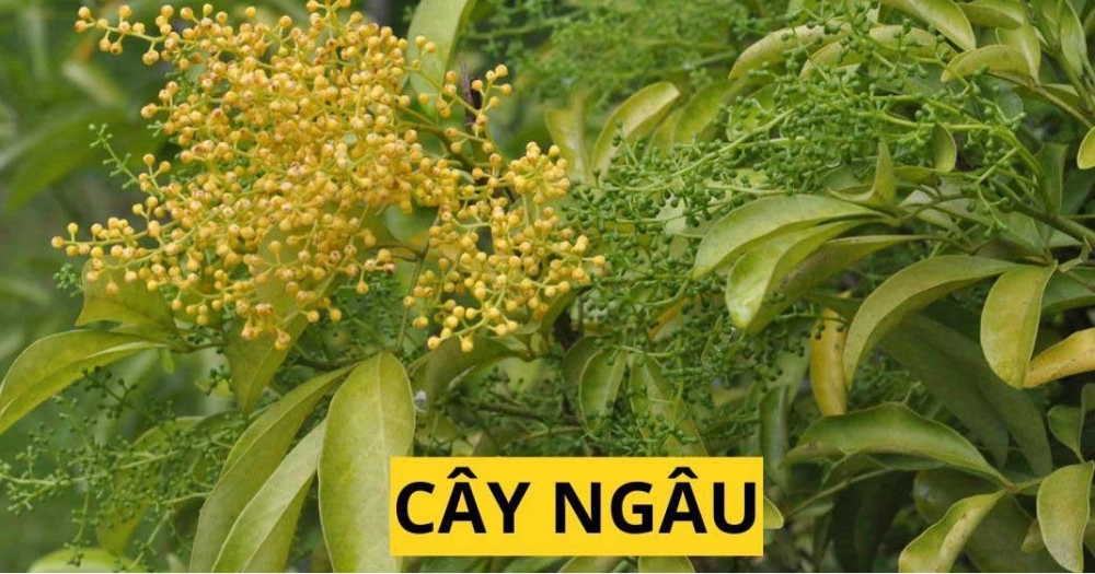 Hoa ngâu nhỏ xinh nở rộ sau cơn mưa nhẹ
