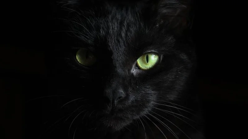 Nên để avatar màu đen bao lâu cho hợp tâm trạng