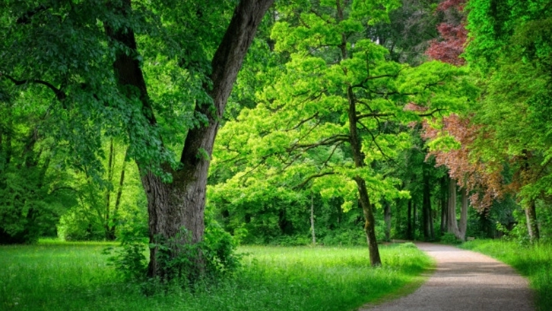 Ảnh màu xanh lá cây cute như bước ra từ cổ tích