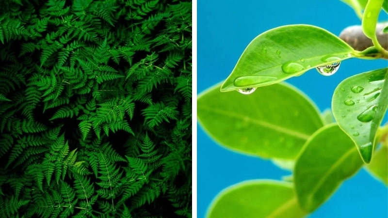 Hình ảnh lá xanh tươi mát gợi nhớ rừng sâu yên tĩnh