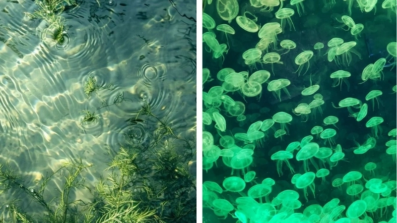 Hình ảnh màu xanh lá tươi mát mang sức sống thiên nhiên