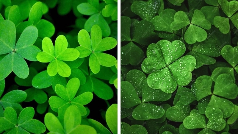 Những hình ảnh màu xanh lá cây giúp tâm hồn thư thái