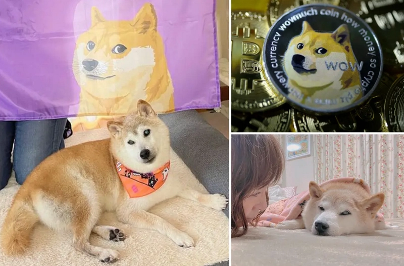 Loạt meme chó chill như đang sống giữa spa sang chảnh