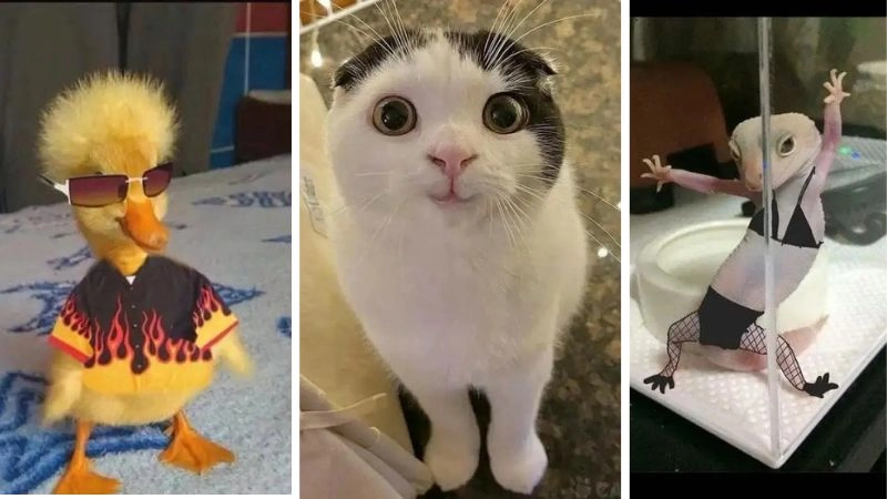 Meme động vật khiến dân mạng cười té ghế