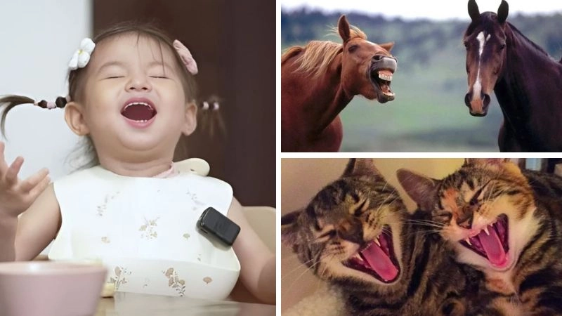 Meme haha cười banh nóc, ai nhìn cũng thả tim