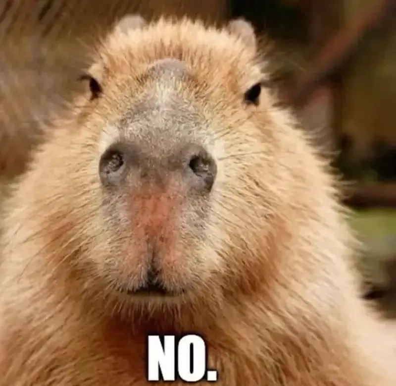 Hình nền capybara meme tạo vibe nhẹ nhàng cực mạnh