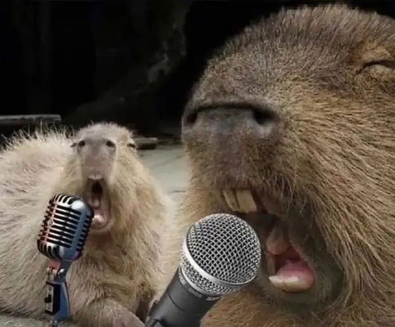 Capybara meme hết mình vì cộng đồng mạng hài hước