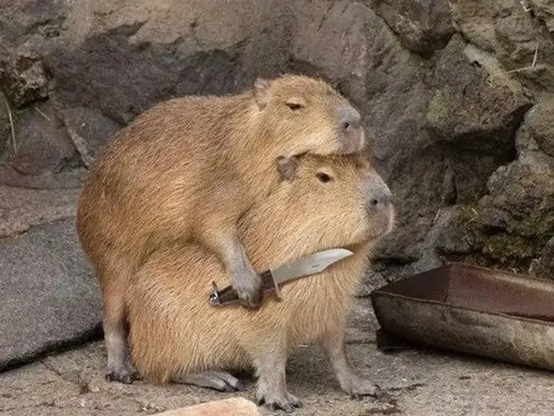 Capybara meme music remix viral khắp cõi mạng
