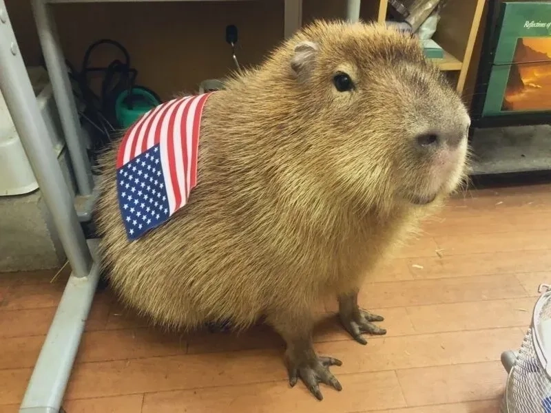 Capybara meme trending mọi mùa khiến ai cũng thích mê