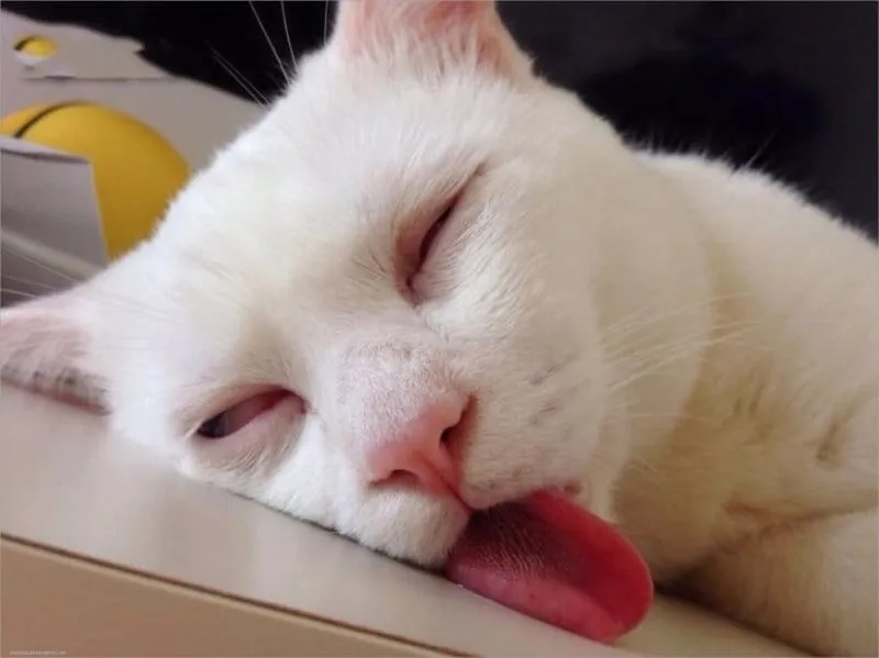 Meme chúc ngủ ngon cute đốn tim triệu người