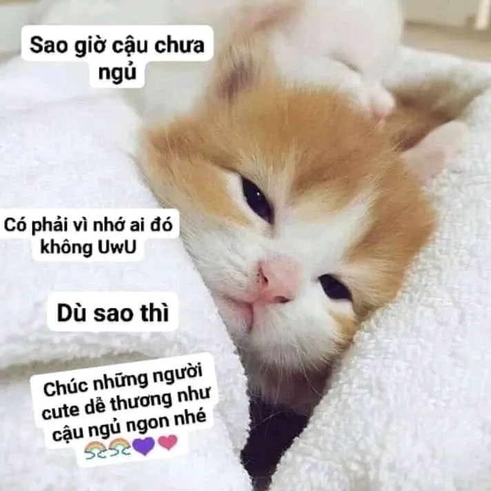 Meme chúc ngủ ngon mơ đẹp không gặp boss