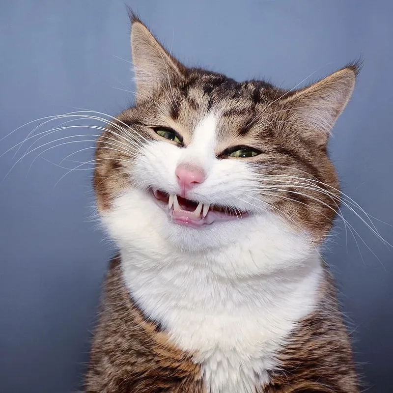 Ảnh chế meme hài bựa lầy lội vô đối