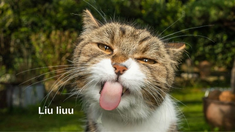 Meme bựa kiểu 