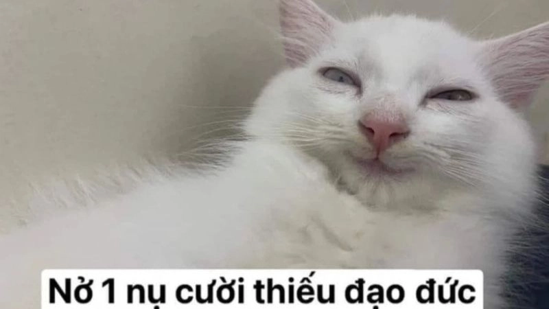 Meme cười bựa làm giới trẻ dậy sóng