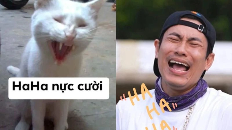 Meme bựa gốc: mở đường cho sự hỗn loạn