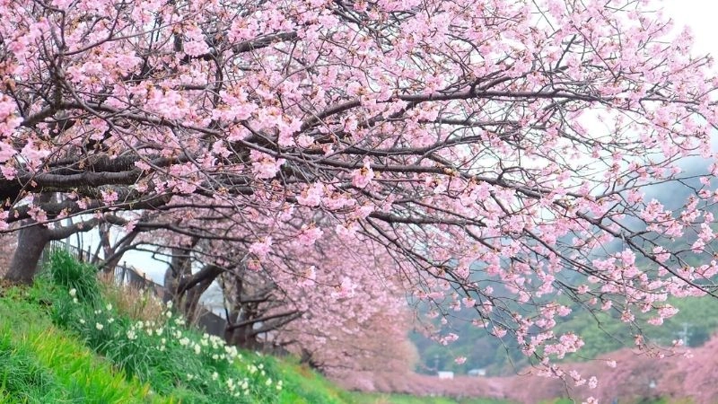 Hình nền màu hồng dễ thương mang nét nữ tính ngọt ngào